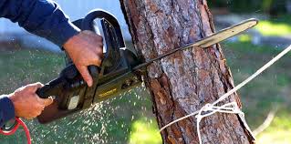 Reliable Bernalillo, NM Tree Services Solutions